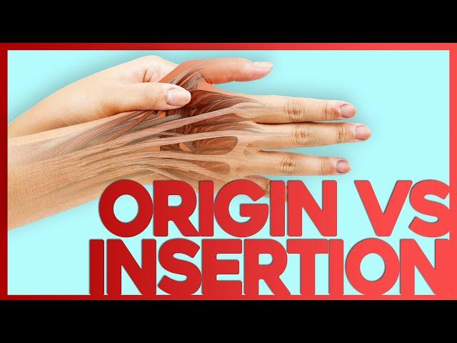 Origins, Insertions, Actions and Innervations Explained | Corporis