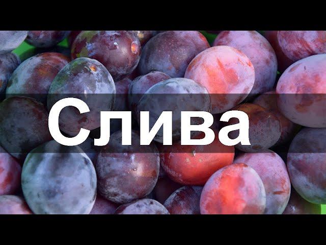 А ТЫ ЗНАЛ как Бесценна СЛИВА для твоего организма. СЛИВА ПОЛЬЗА и ВРЕД