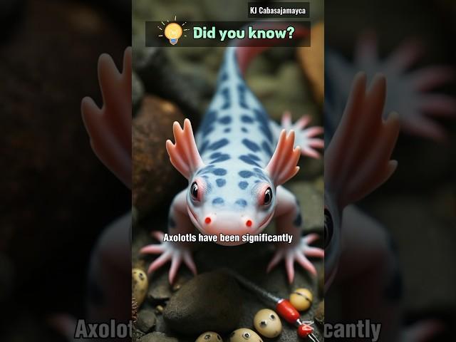 Axolotls have been significantly used in scientific research...