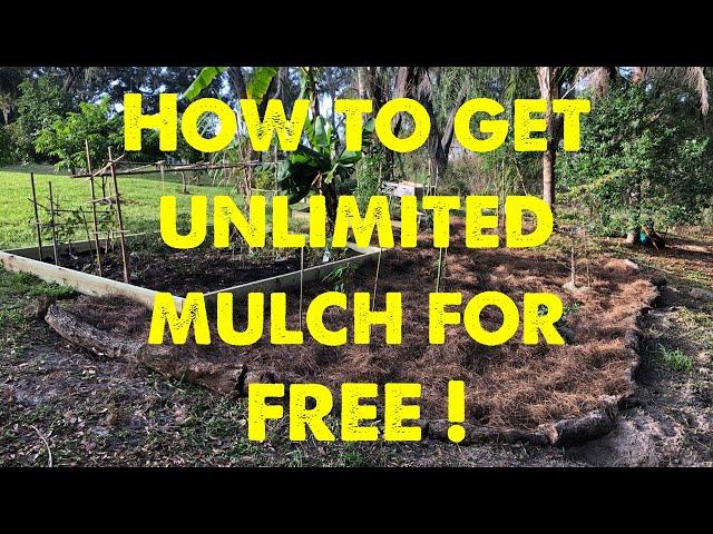 How to get unlimited mulch for free.  #permaculturelife #andrethefarmer #permaculture #foodforest