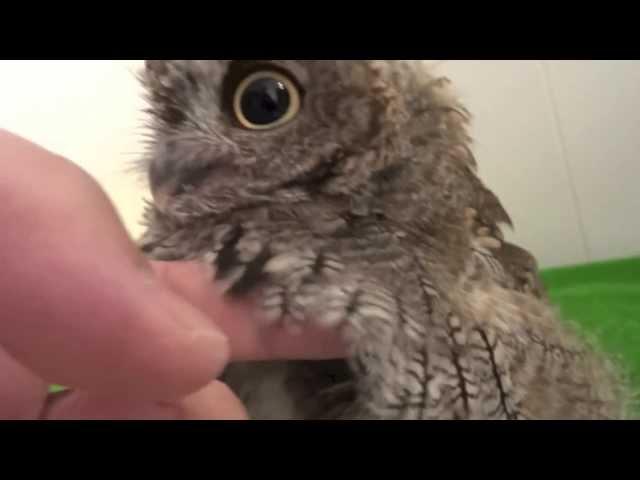 Screech Owl having a bath and then being dried.  / フクロウのクウちゃん、水浴びから乾燥まで