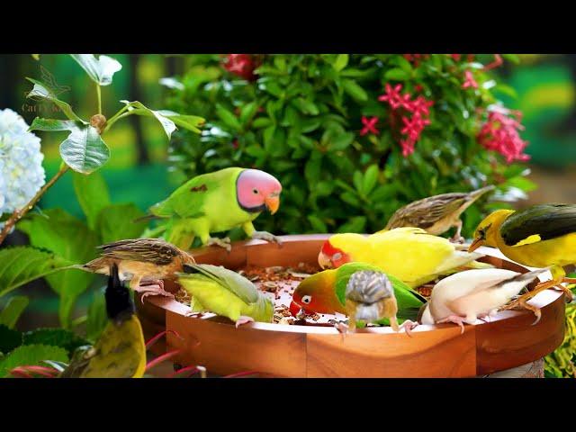 Cat TV: Colorful Birds, Intelligent Parrots, and Active Squirrels - 3 Hour of 4K HDR