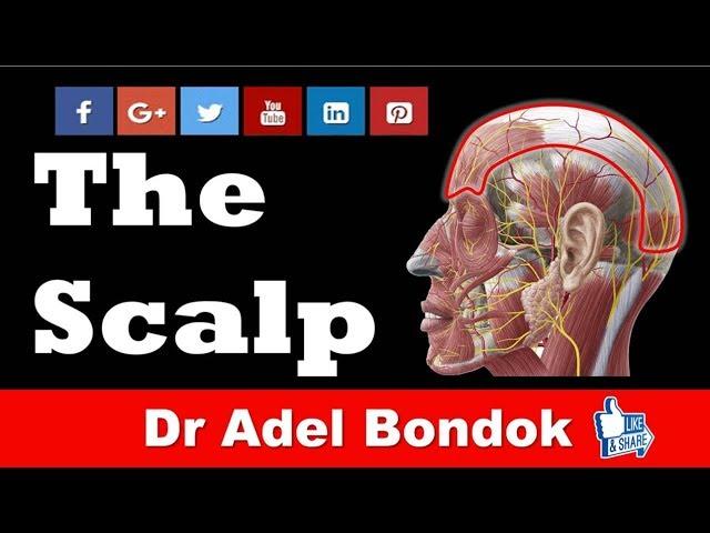 Anatomy of the Scalp, Dr Adel Bondok