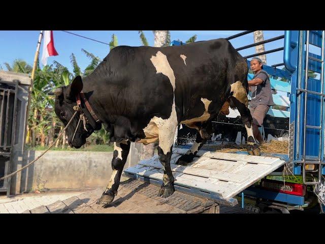 SAPI JUMBO PILIHAN ISTRI :D