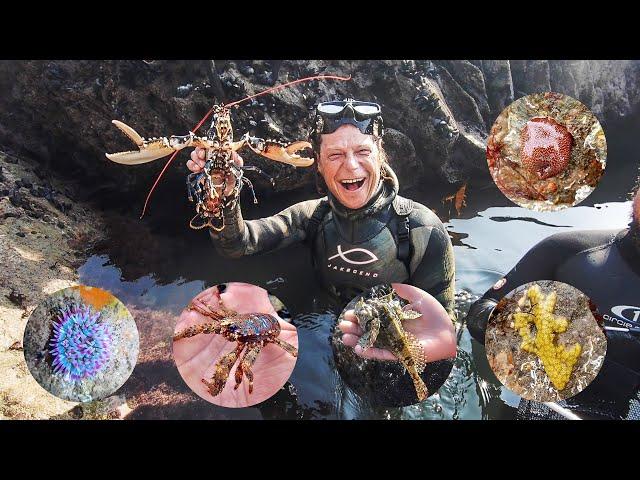 Coastal Foraging. Lobster&Prawn Catch&Cook.Finding awesome creatures in tidal pools with the family.