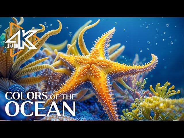 Aquarium 4K (VIDEO ULTRA HD)  The Best 4K Sea Animals For Relaxation & Relaxing Music