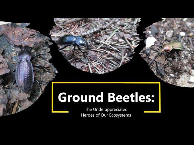 Ground Beetles: The Underappreciated Heroes of Our Ecosystems