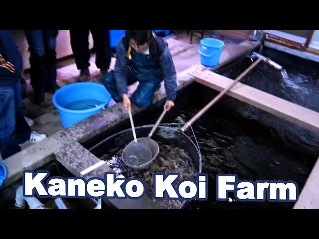 Kaneko Koi Selecting and Koi farm tour [JAPAN KOI]