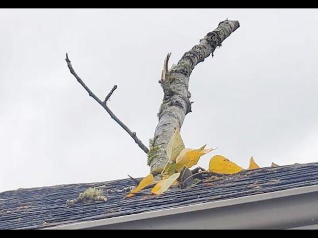 Branch through roof and roof repair by Cherry Roofing