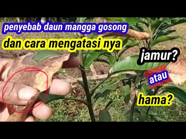 Penyebab daun mangga seperti terbakar dan cara mengatasi daun mangga gosong seperti terbakar