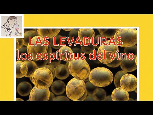 (171) LAS LEVADURAS, Los espíritus del vino