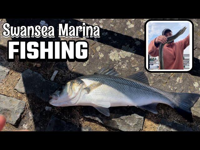 Swansea Marina Fishing - New Species