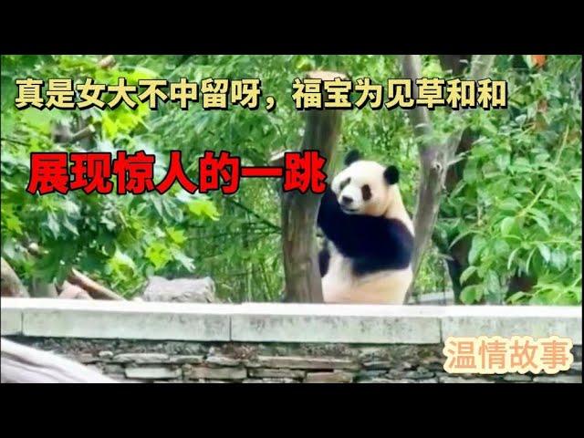 真是服了福宝了，为见草和和一面，竟然展现了惊天一跳#fubao #panda #福宝