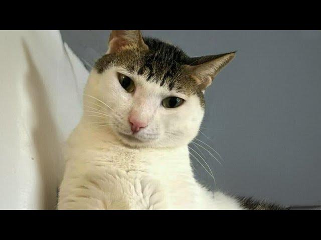 Most hilarious CATS that will LIFT YOUR MOOD! Best CAT VIDEOS 2024