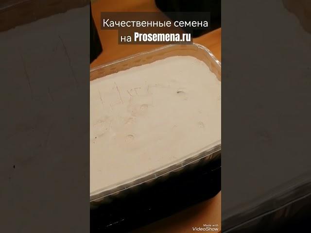 КАК #посеять #КЕРВЕЛЬ дома! Французская #петрушка! #зелень, #огород, #Микрозелень, #пряныетравы