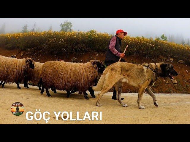 Göç yolu || Sisdağı