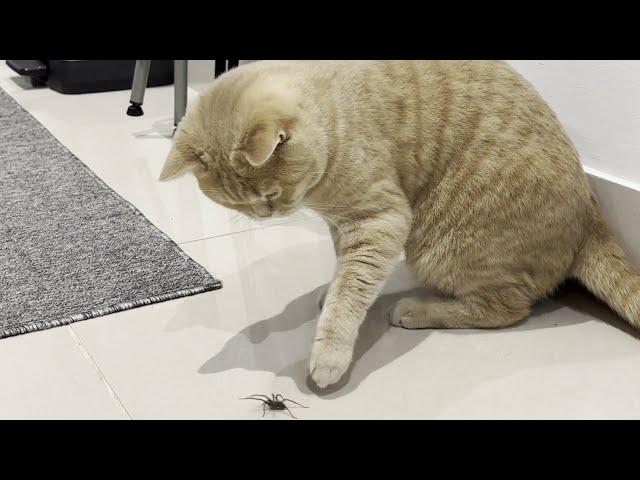 Cat Vs Spider