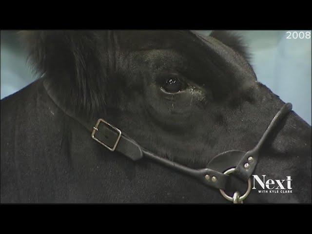 The fine art of professional livestock photography