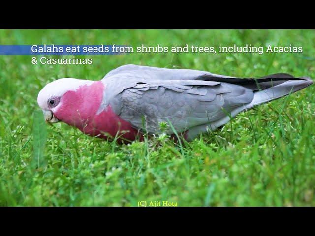 Best of Galah in 4K. Most noisy yet beautiful Australian cockatoo. Most cute pink bird Galah sound.