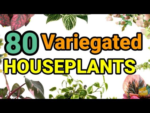 Top 80 Variegated Houseplants  | Varieties of Variegated Indoor Plant I Pinas_GoodTV