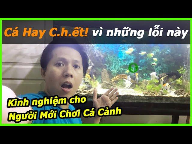 CÁCH NUÔI CÁ CẢNH CHO NGƯỜI MỚI CHƠI - Những SAI LẦM Tại Sao Nuôi Cá Cảnh Hay C.hết Dần Chết Mòn?