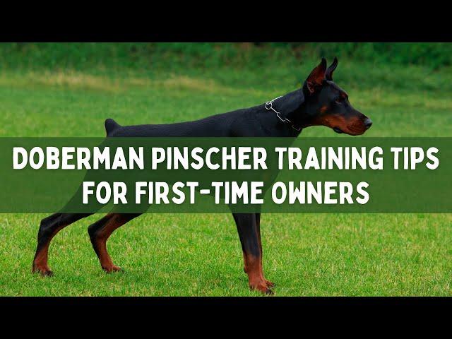 Doberman Pinscher Training Tips for First-Time Owners