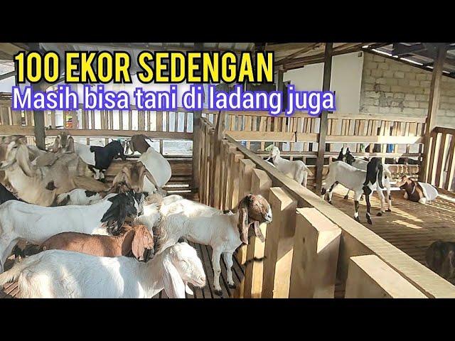 Model Ternak Kambing Yang Bisa Nyambi Tani Di Ladang, Walau Jumlahnya Ratusan