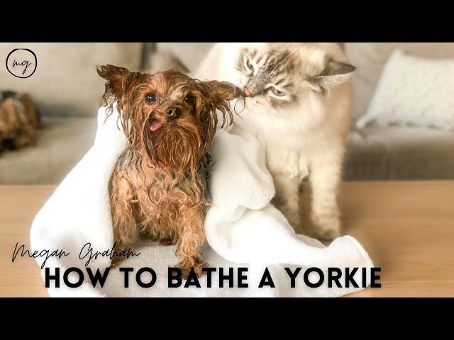 Yorkie 101| How To Bathe A Yorkie