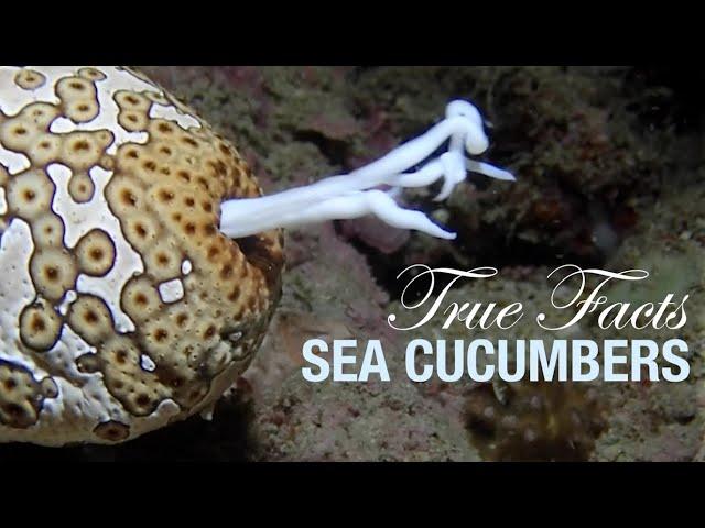 True Facts: Sea Cucumbers