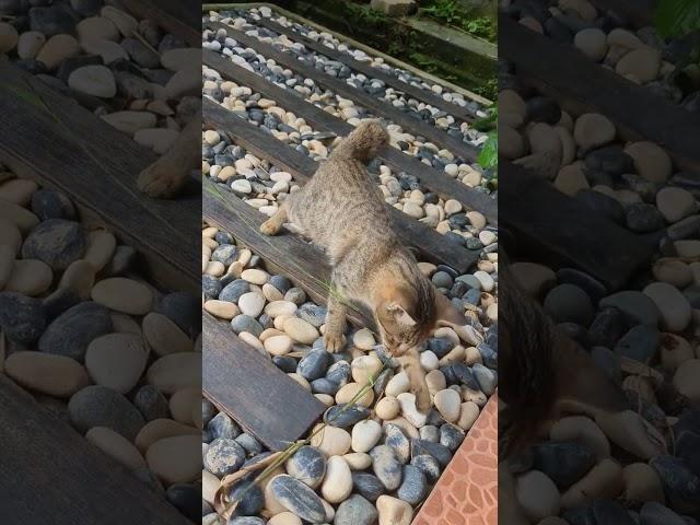 Domestic Short Hair Kitten For Adoption - 5 Months, Comet ️ from WP, Kuala Lumpur