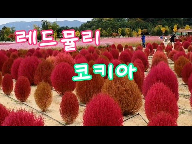 [꽃사랑13] 화려한 풍경에 반했어요 레드뮬리(코키아) | Kochia Scoparia