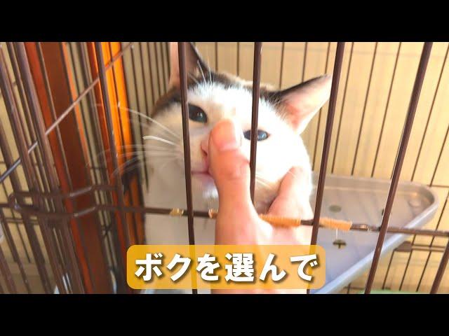 保護猫に自分で名前を選んでもらってみた