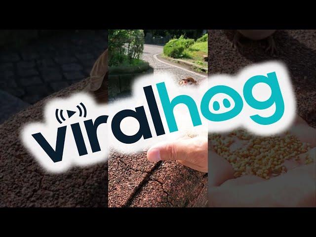 A Sparrow Shares Its Food || ViralHog