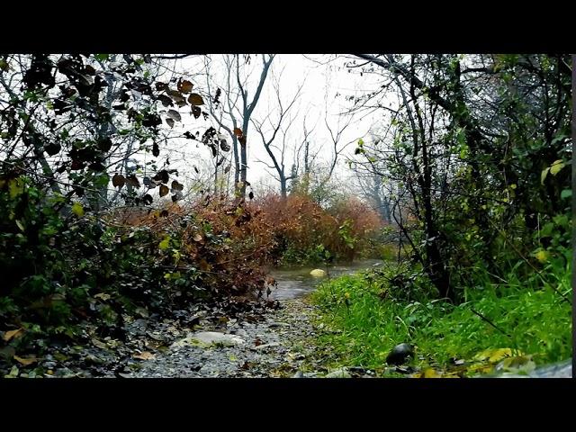 8 Hours Relaxing Rain - Sounds of Nature - Relaxing Nature Rain Sounds