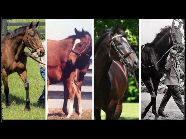 Top 20 Most Influential Broodmares in Horse Racing History!