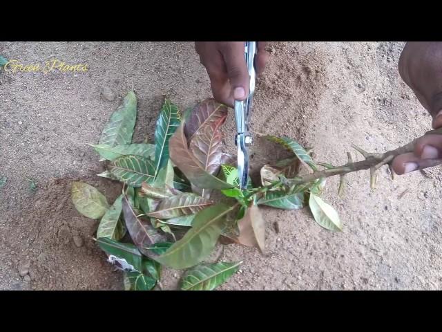 croton plant in plastic cups to Make a Croton bonsai//GREEN PLANTS