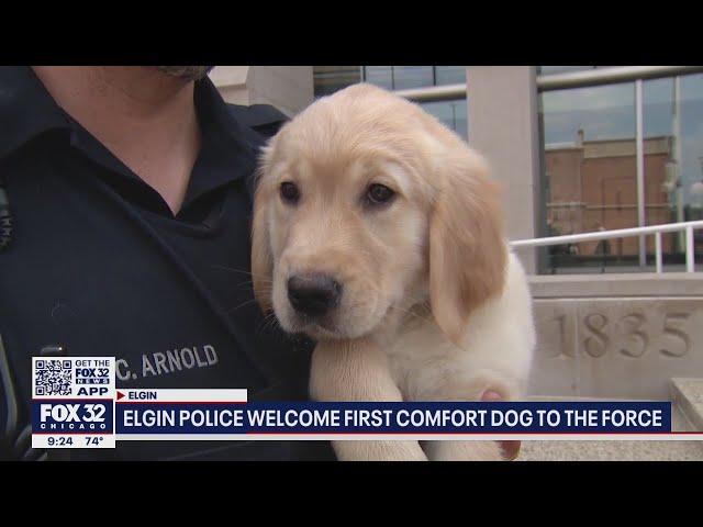 Not your ordinary canine cop: Elgin police add comfort K9 to the force