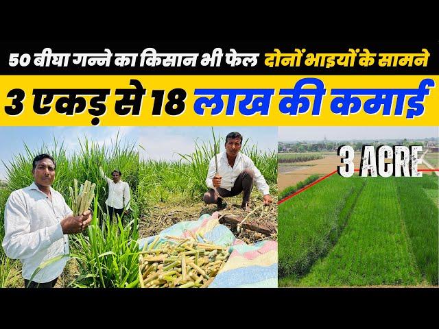 विदेशी हरा सोने की खेती से किसान मालामाल  Giant King Grass Fodder Hara Chara Dairy farm