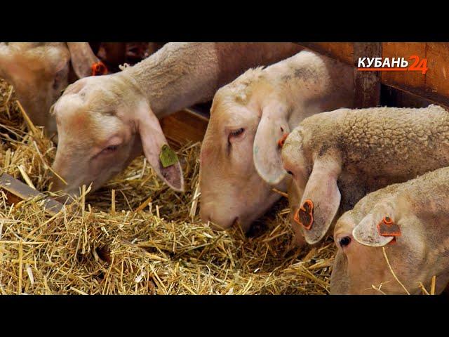 Персики и овцы | Кубанский аграрный клуб
