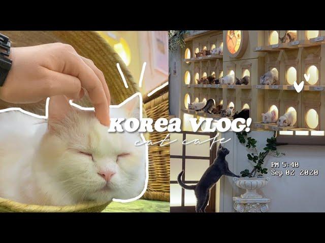 KOREA VLOG: cat cafe in hongdae, unlimited drinks, feeding + more… #seoul #aesthetic #catcafe