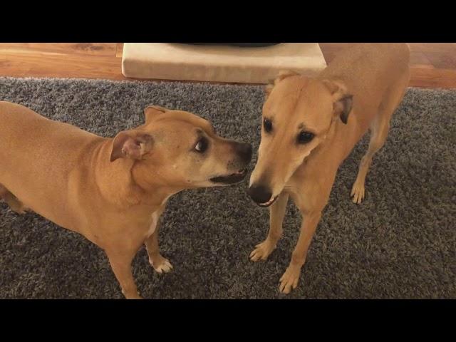 Lizzie and Fred playing together. Staffy Ridgeback rescue dog and Saluki Lurcher