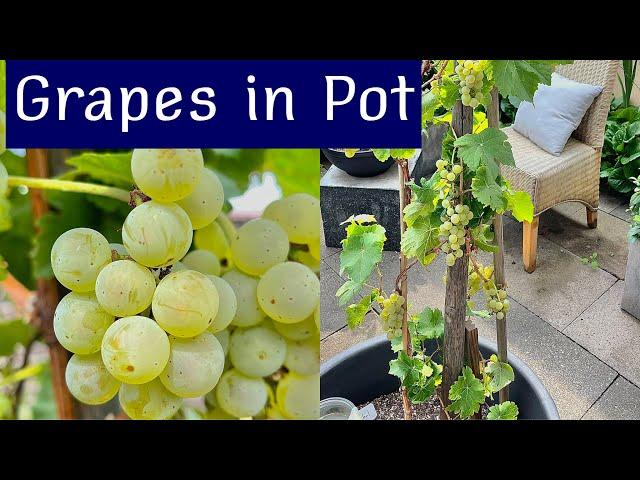 GROWING GRAPES IN CONTAINER BEAR MORE FRUIT