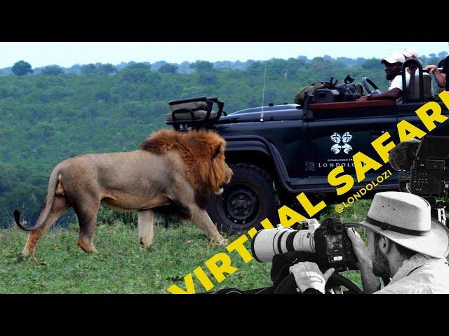 Lions' Surprise Visitor and Stunning Leopard Cubs- Virtual Safari #250