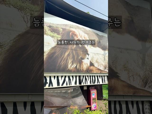 사자를 바라보며 커피 한 잔시내 한복판에서 이런 경험, 해보셨나요? #서울대공원카페 #카페융가비 #사자뷰카페#힐링카페 #감성카페추천 #카페스타그램