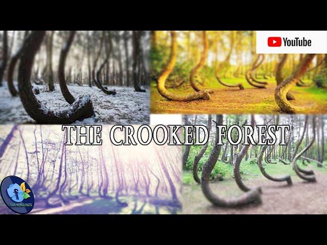 The Crooked Forest (Bizarre places)