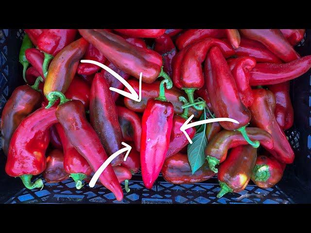 How to Grow Peppers (Organically)