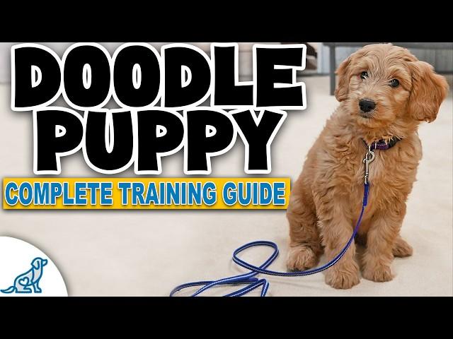 A Complete Guide To Doodle Puppy Training