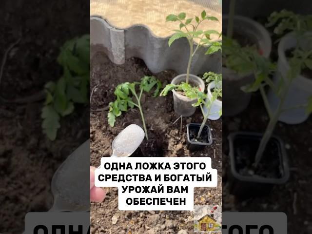 ОДНА ЛОЖКА ЭТОГО СРЕДСТВА и хороший УРОЖАЙ ОБЕСПЕЧЕН #дача #огород #урожай