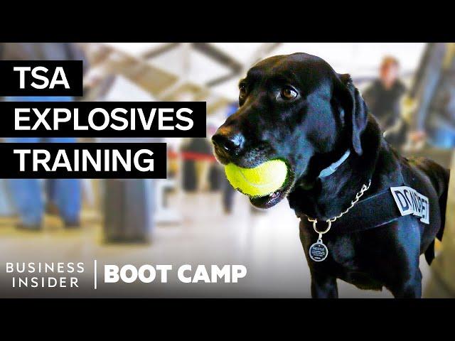 What TSA Airport Dogs Go Through In Explosives Training | Boot Camp