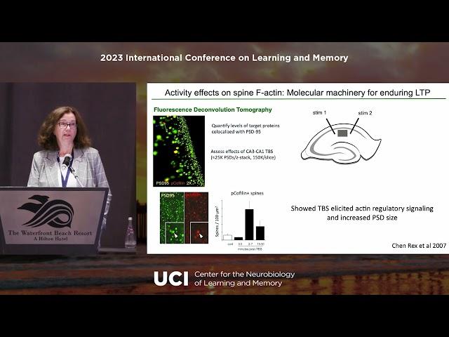 Christine Gall, PhD - Sex differences in synaptic plasticity and learning